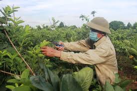 Huyện Thanh Hà xây dựng mô hình hỗ trợ liên kết sản xuất cây trồng